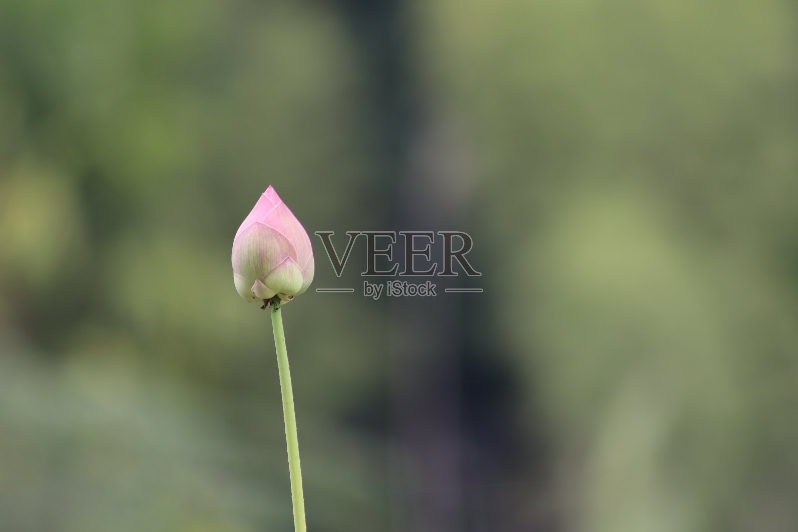 特写的睡莲花与模糊的背景照片摄影图片