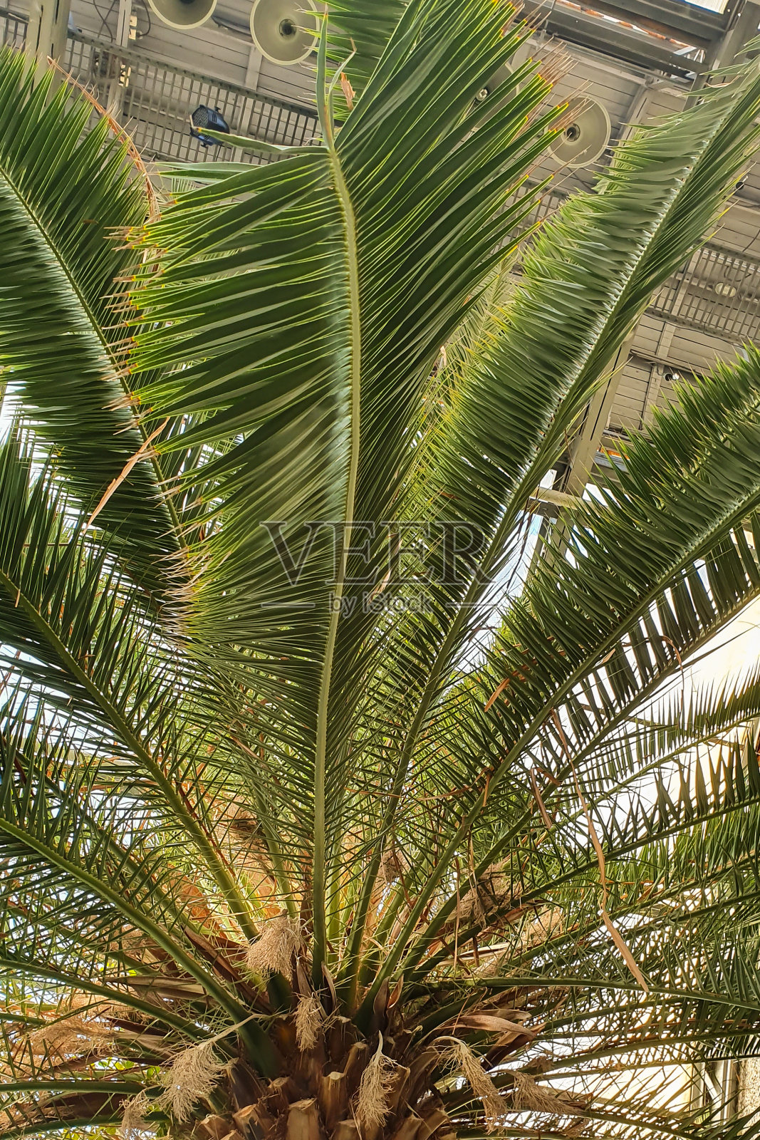 棕榈叶、屋顶和植物园结构的特写。照片摄影图片