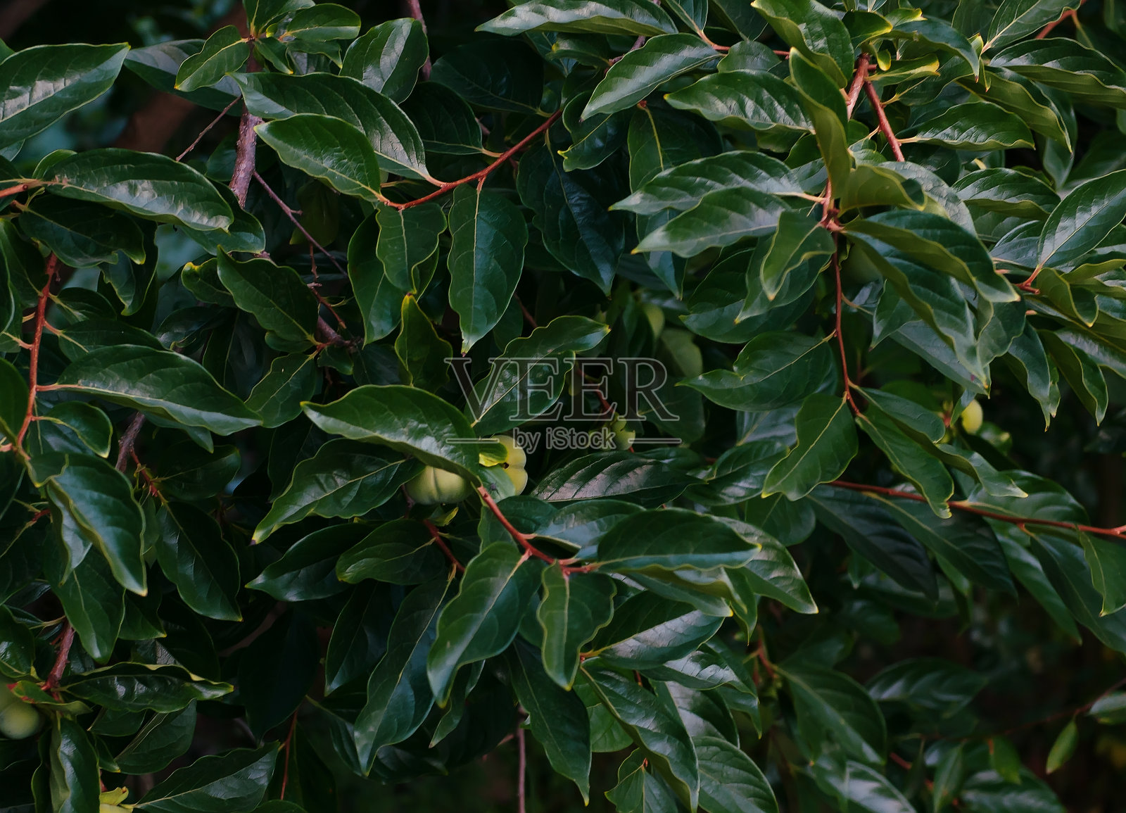 热带植物的叶子在热带背景下留下绿色的叶子。花园里有大量的树叶。选择性对焦，复制空间。大自然中有许多绿色的阴影照片摄影图片
