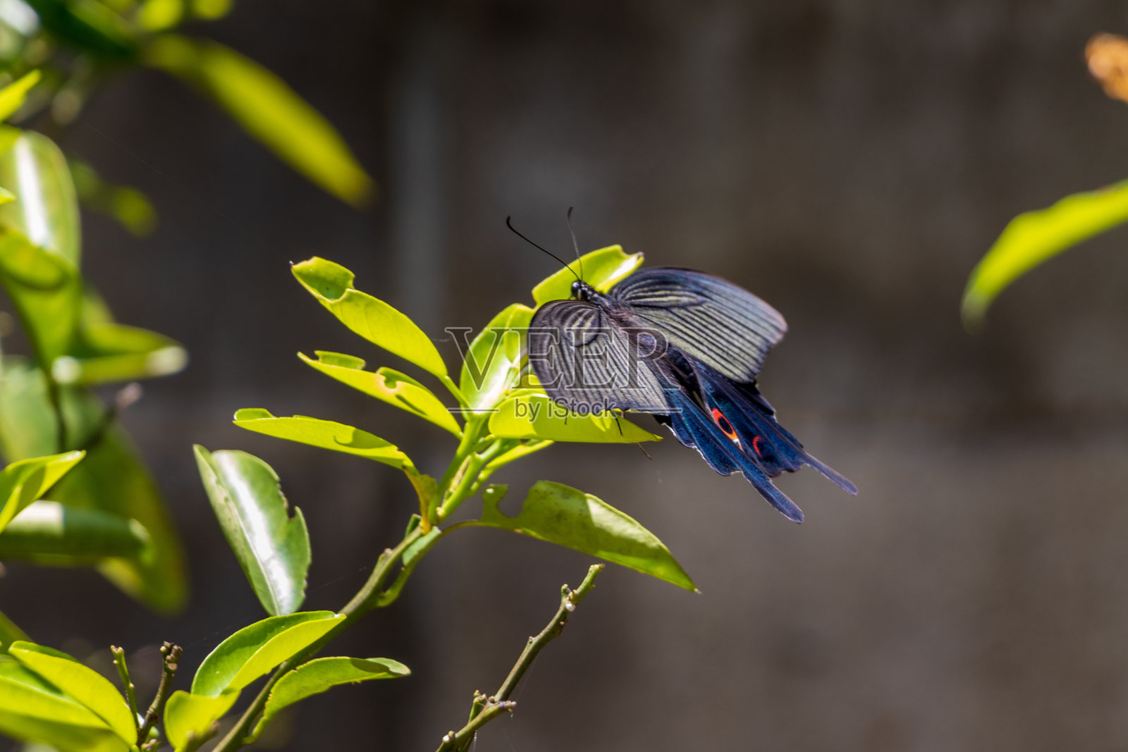 一只黑蝴蝶停在一片绿叶上照片摄影图片