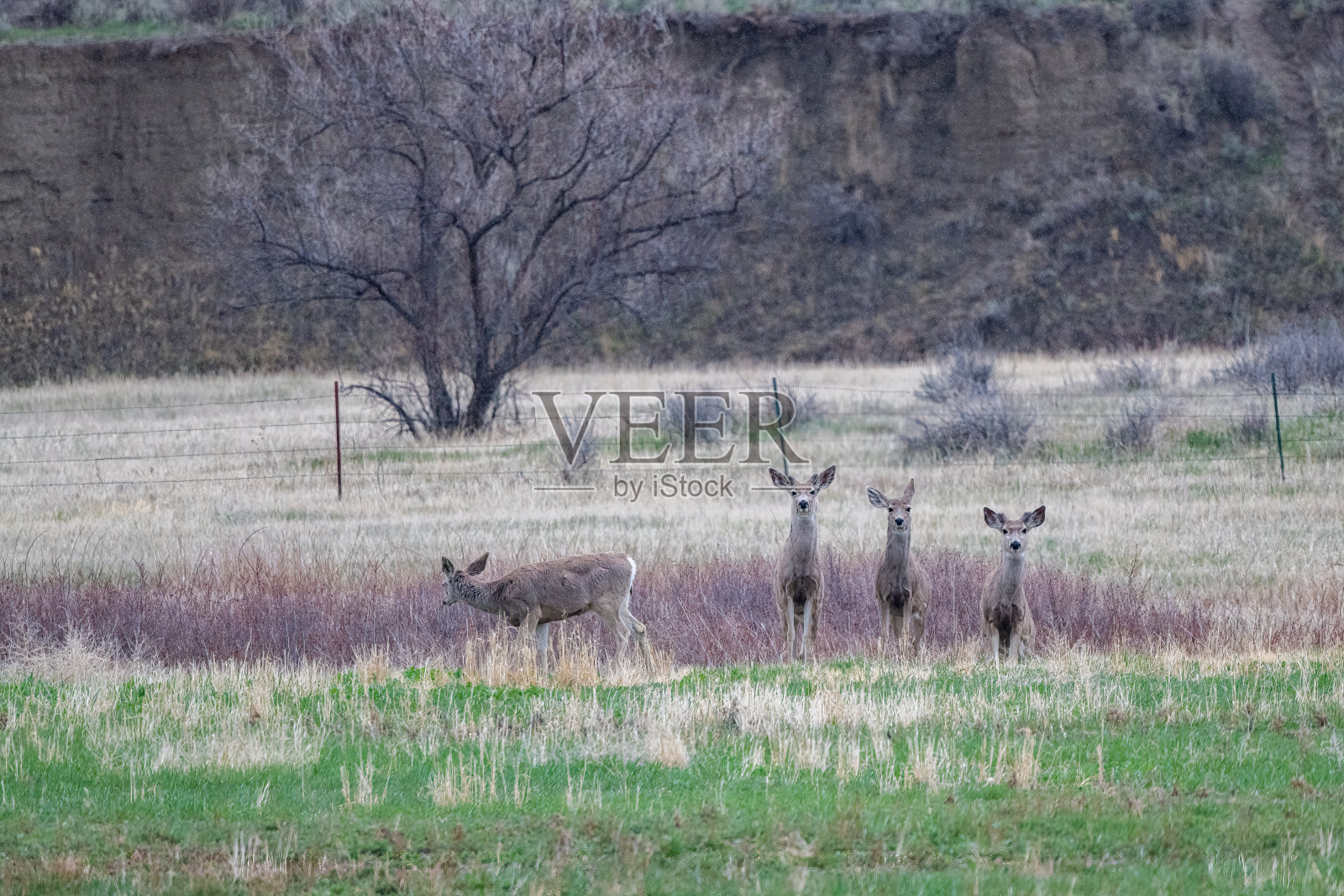 四只骡鹿在贻贝河附近摆姿势拍照照片摄影图片