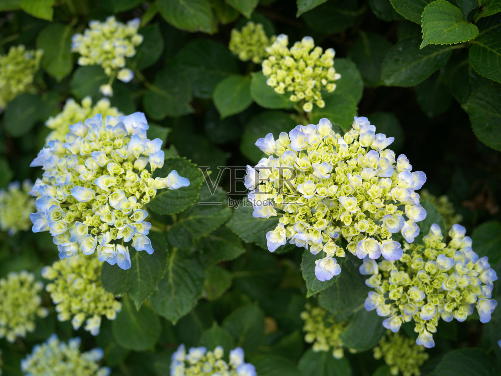 绣球花照片摄影图片