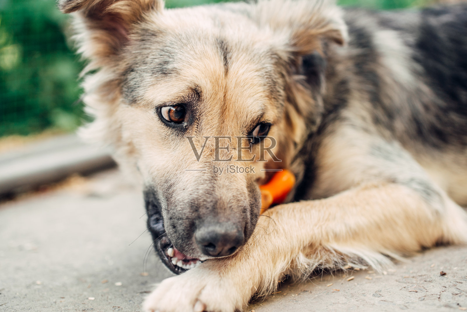 可爱的小猎犬狗3个月快乐地在草地上跑着一个红色的球照片摄影图片