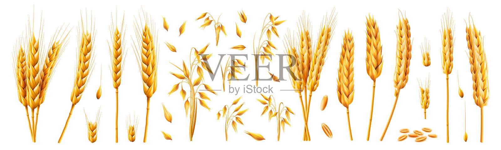 燕麦和小麦，黑麦和大麦的小穗和茎。矢量3d逼真集，谷物生长植物与干燥的纹理和种子的卡通束。农业和收获全谷物产品设计元素图片