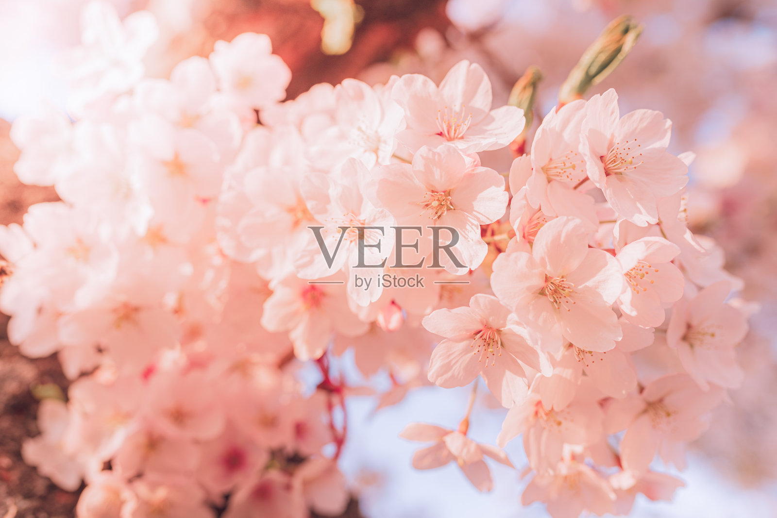 粉红色的背景开花的果树照片摄影图片