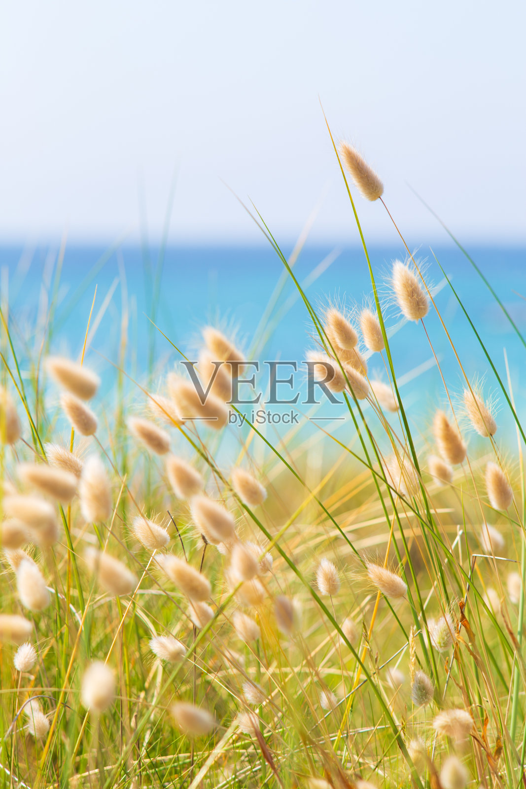 兔子尾巴在海边吃草照片摄影图片