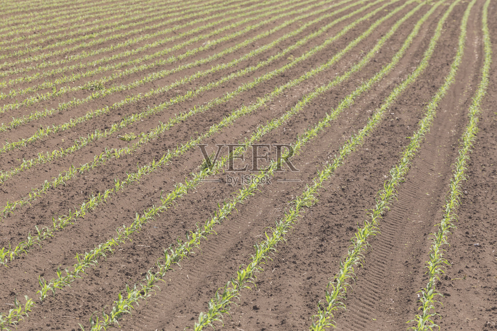 种植玉米照片摄影图片