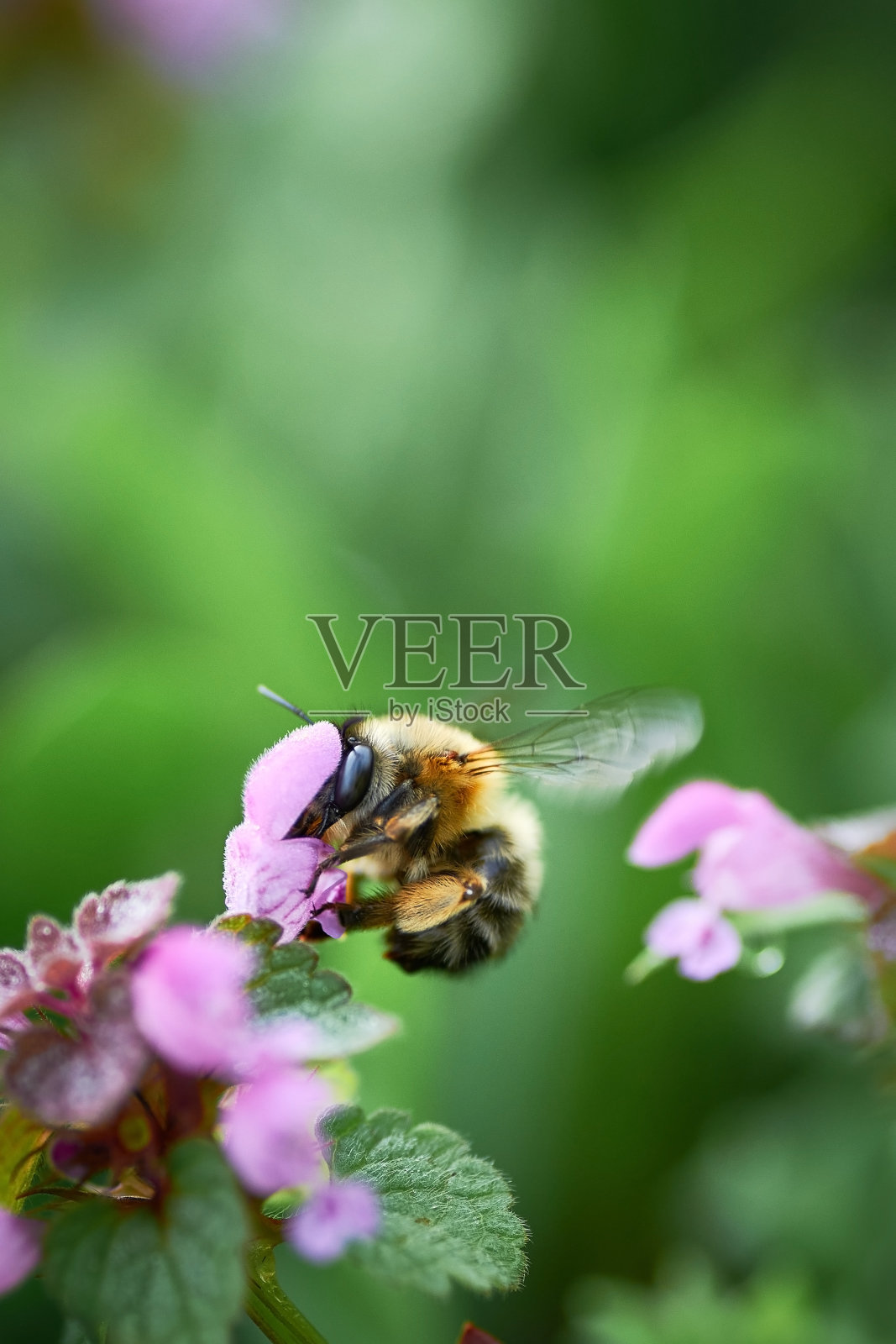 蜜蜂在粉红色的花上。照片摄影图片