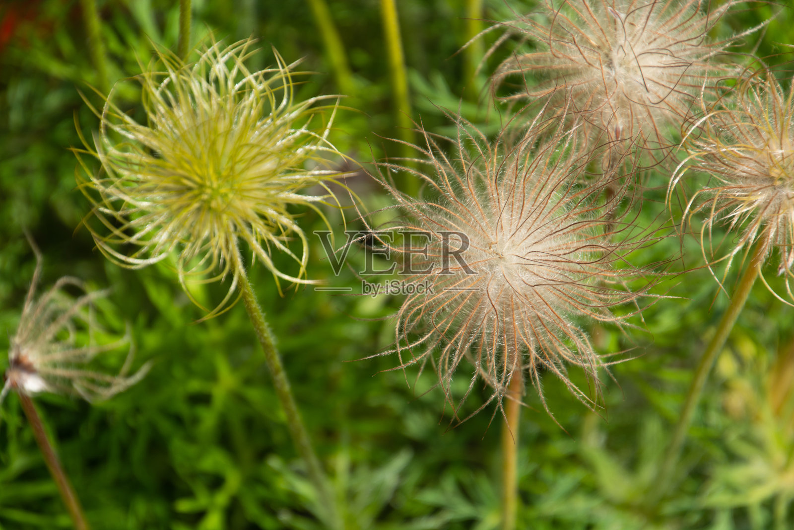 银白色的白头翁种子在清晨的阳光下闪闪发光照片摄影图片