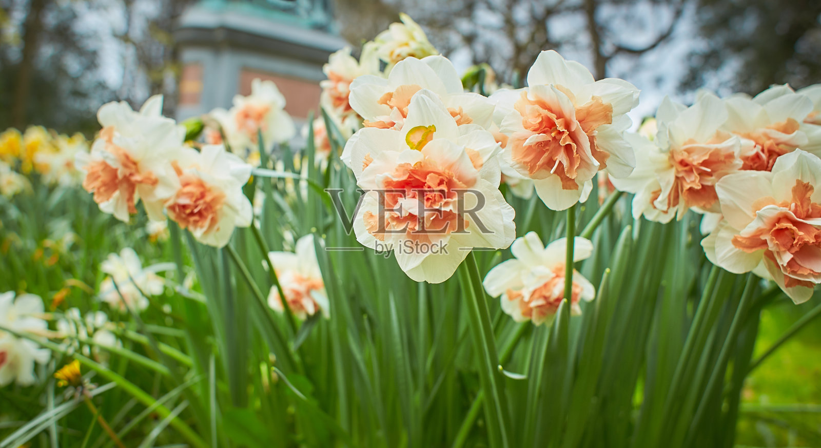 生动的白色，黄色郁金香与杂色的叶子盛开在一个春天的花园，美丽的户外花卉背景拍摄的软焦点。照片摄影图片