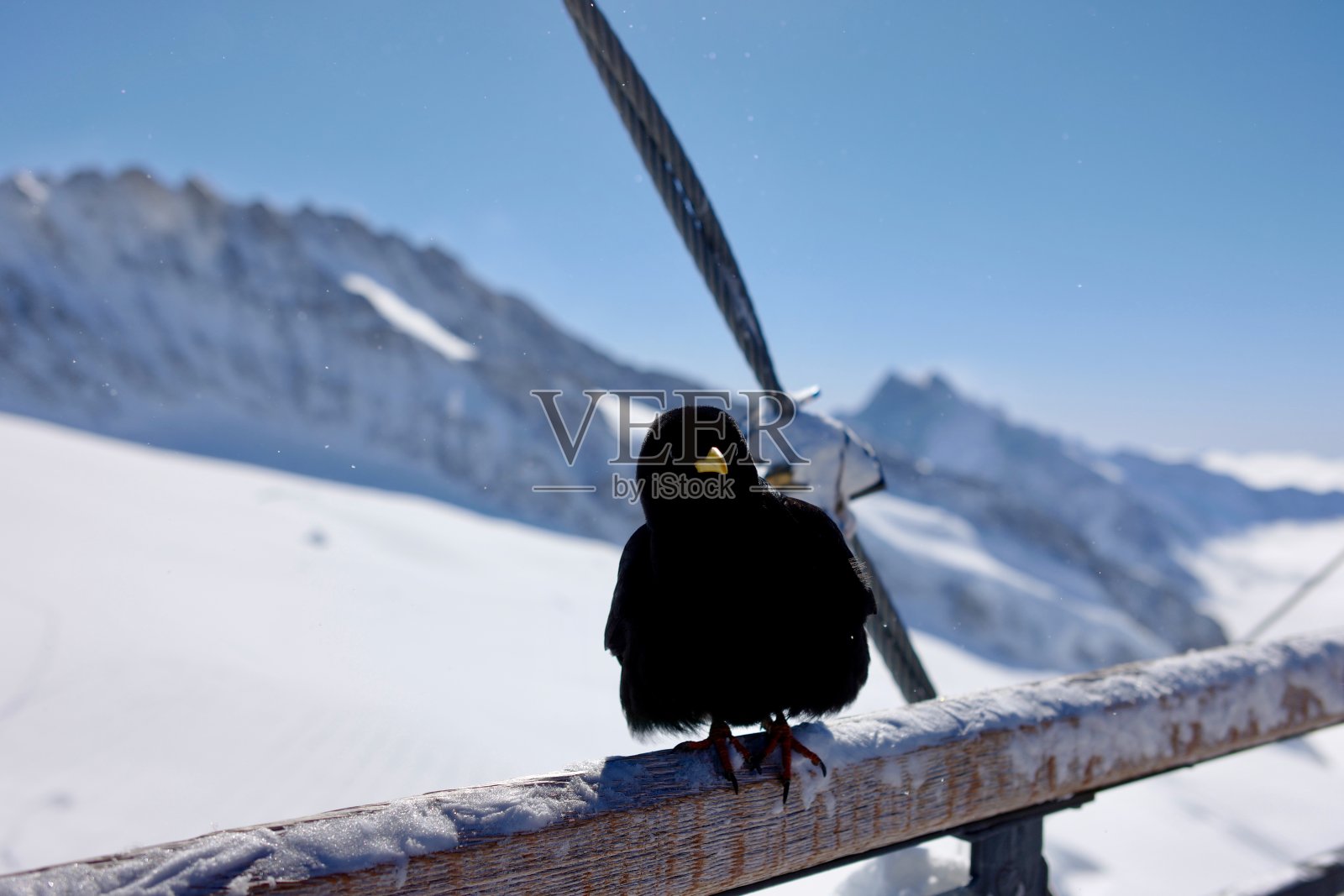 镜头中的小鸟照片摄影图片