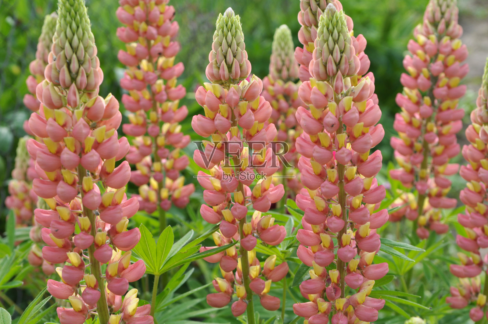 羽扇豆在春天的花园里开花照片摄影图片