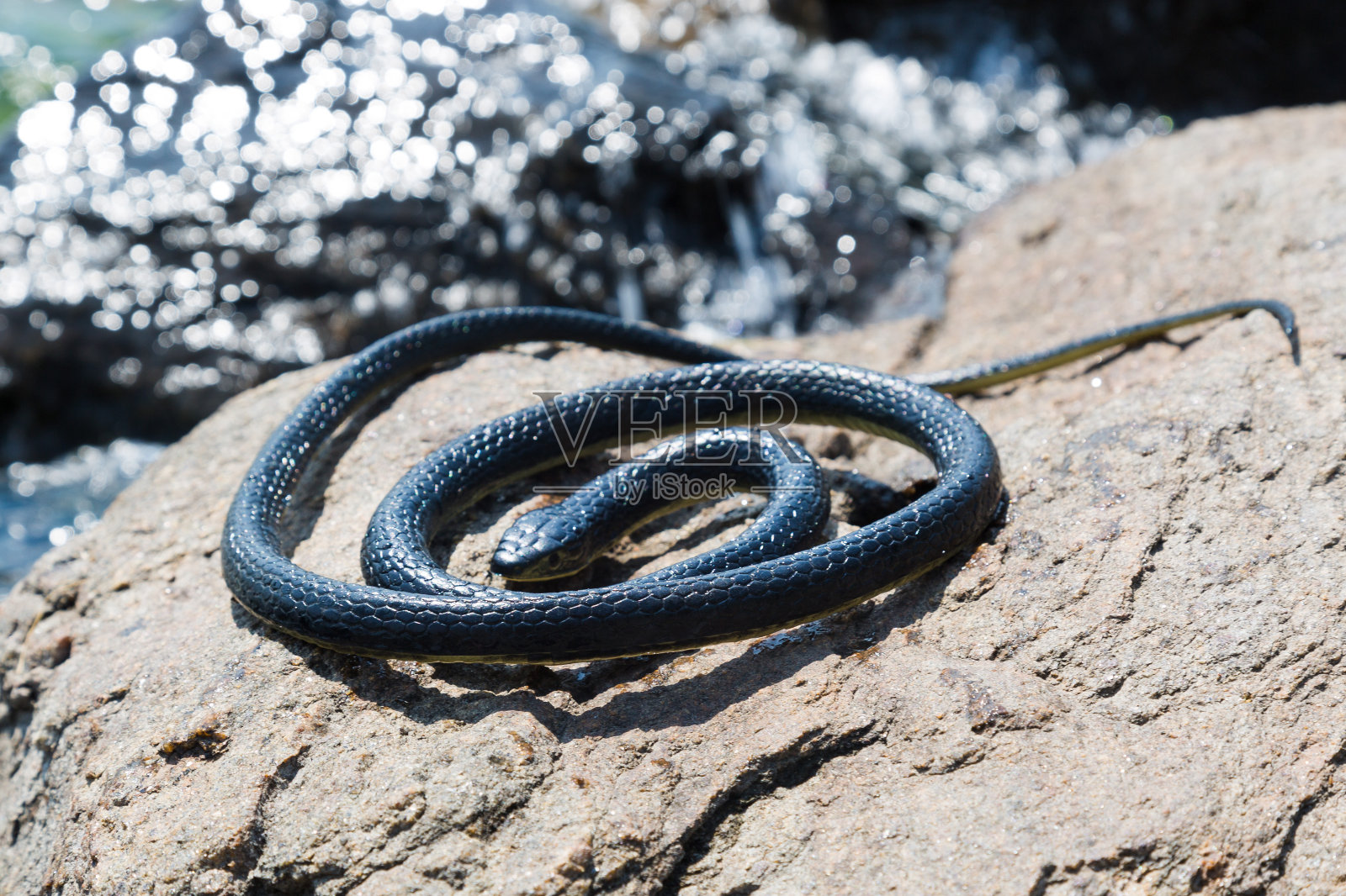 一条黑毒蛇蜷缩在河边的岩石上晒太阳照片摄影图片