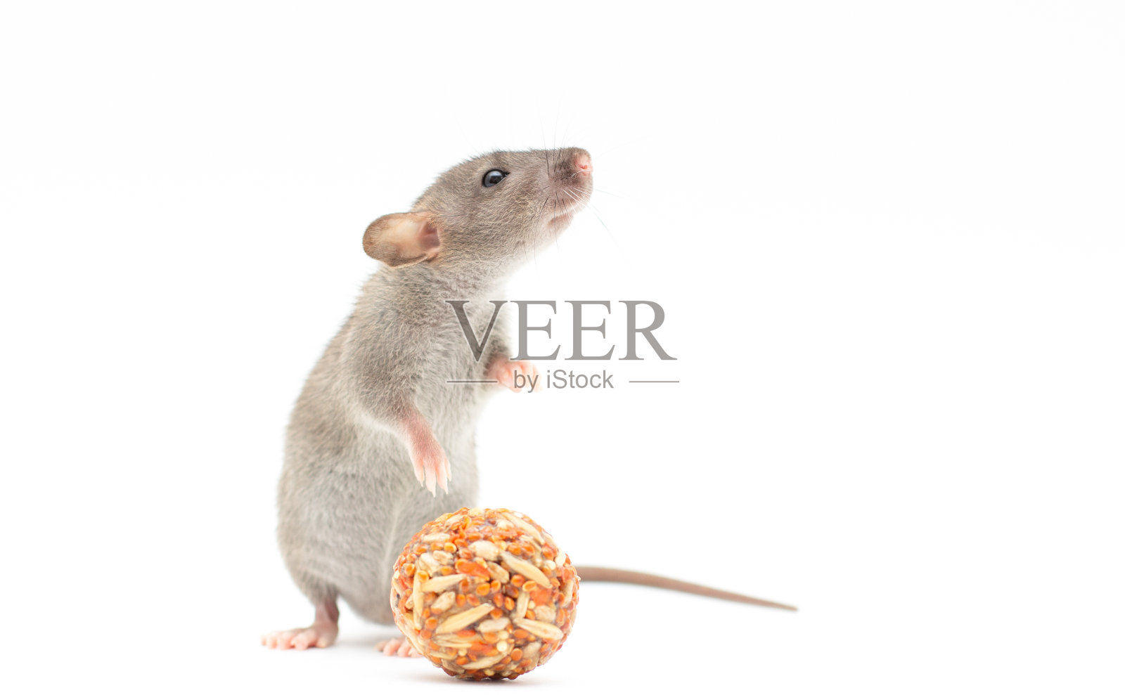 灰色的小飞象鼠，白色的坚果照片摄影图片