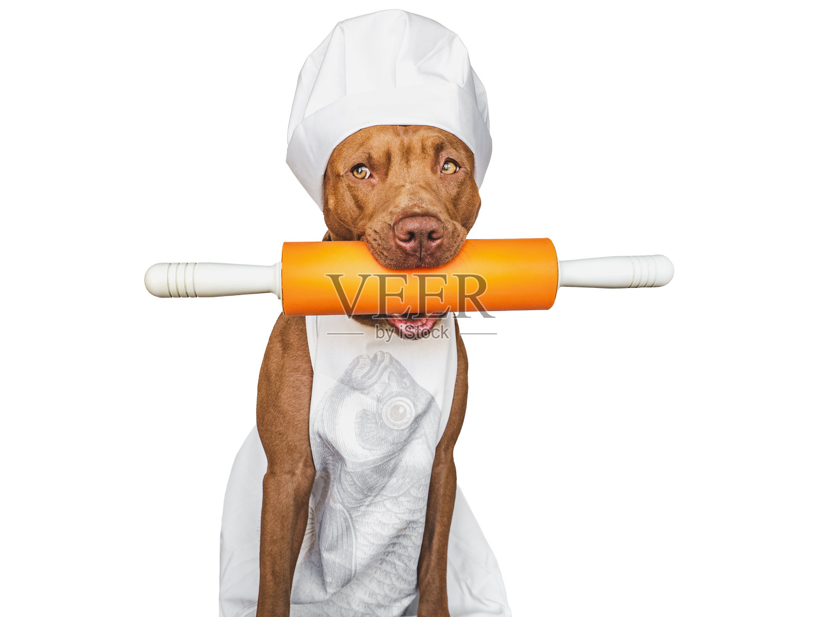 漂亮的棕色小狗和白色的厨师帽照片摄影图片