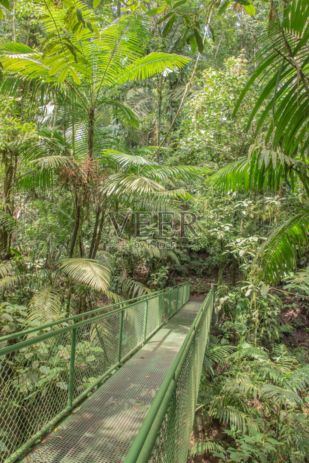哥斯达黎加雨林中的吊桥。照片摄影图片