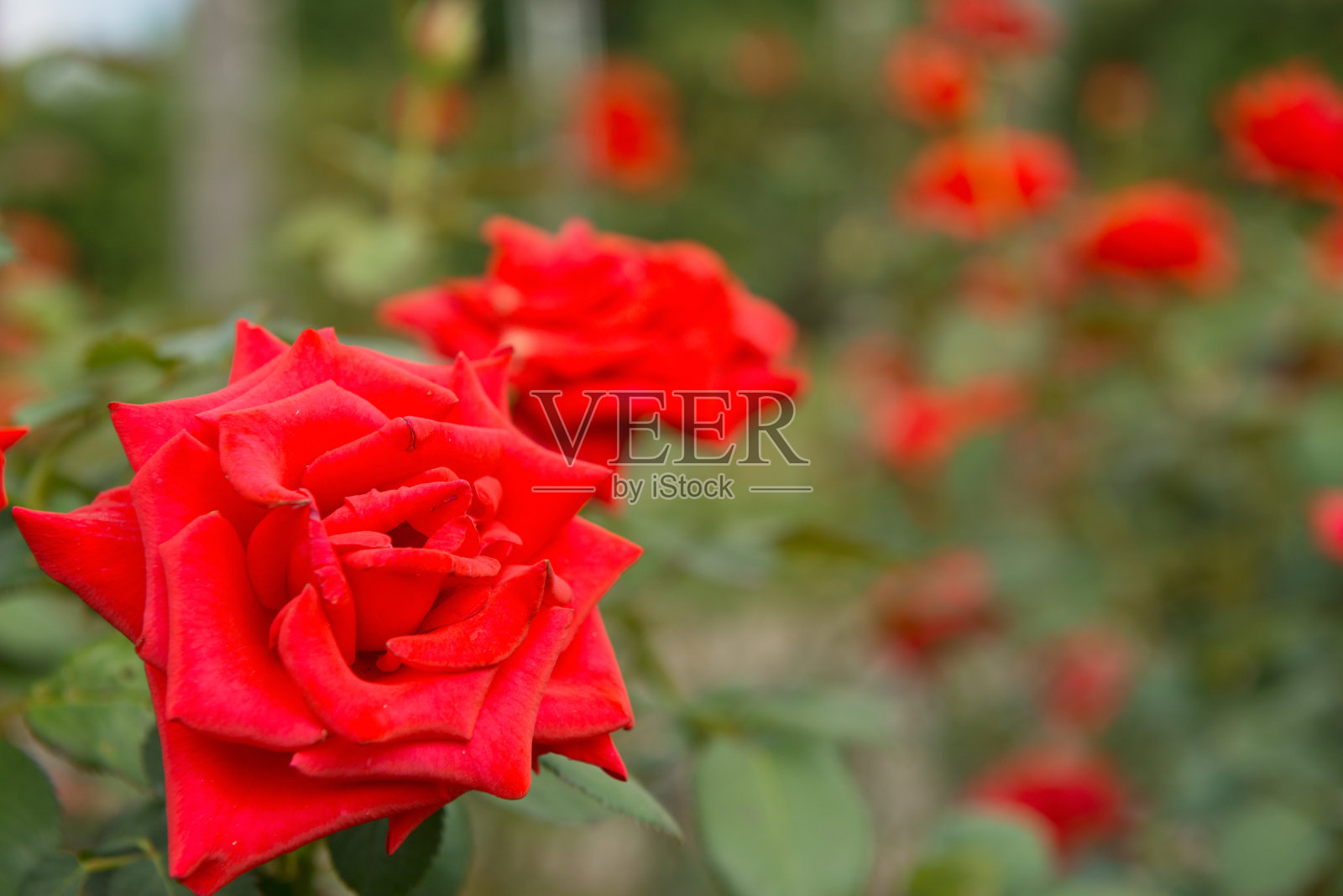 玫瑰照片摄影图片