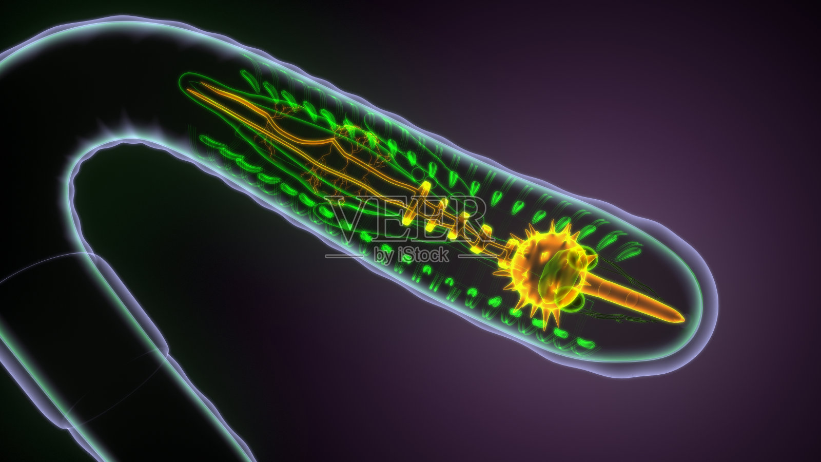 蚯蚓解剖的3d插图照片摄影图片