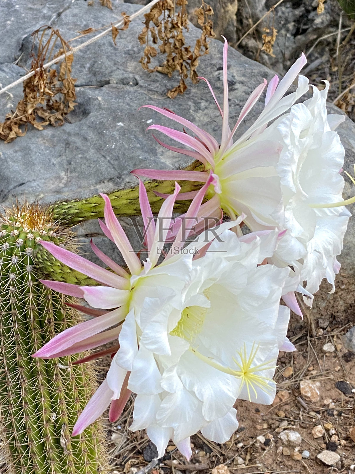棘球绦虫，开花仙人掌照片摄影图片