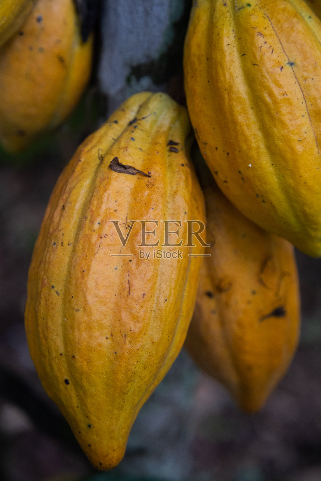 可可果树照片摄影图片