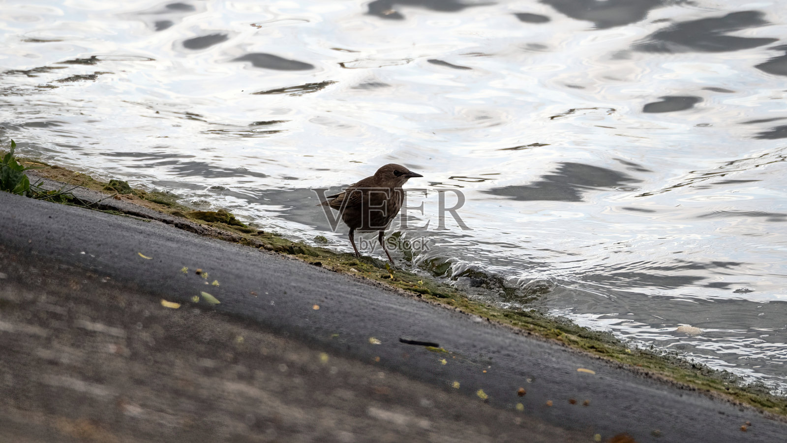 河岸上有一只画眉照片摄影图片