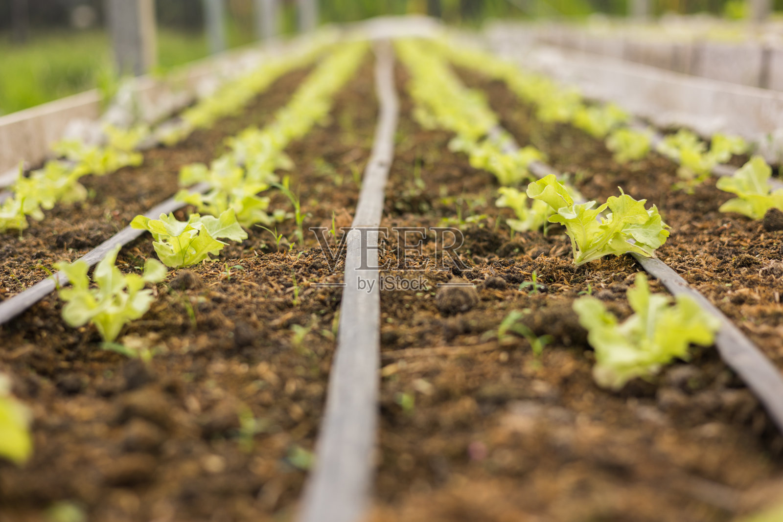 绿色的橡树菜地使用沿软管的滴灌系统。是一种应用于农业大棚蔬菜栽培的综合性蔬菜。照片摄影图片