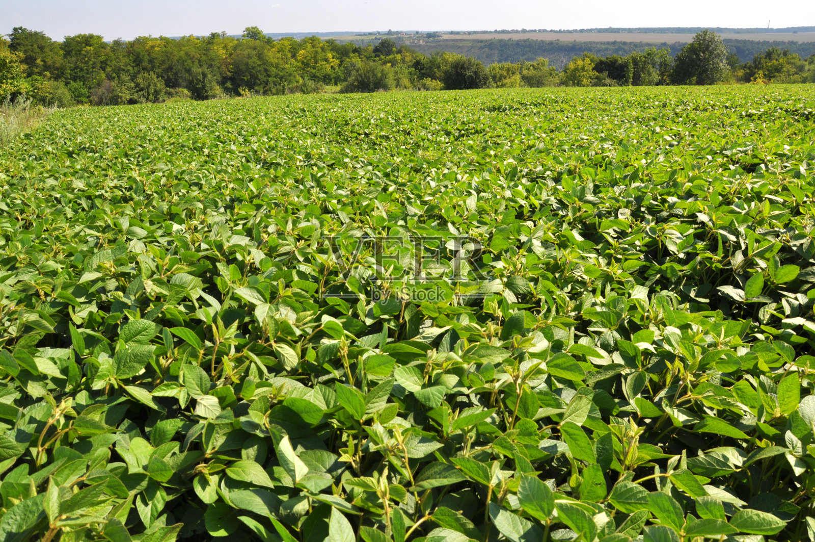 田地里种着大豆照片摄影图片