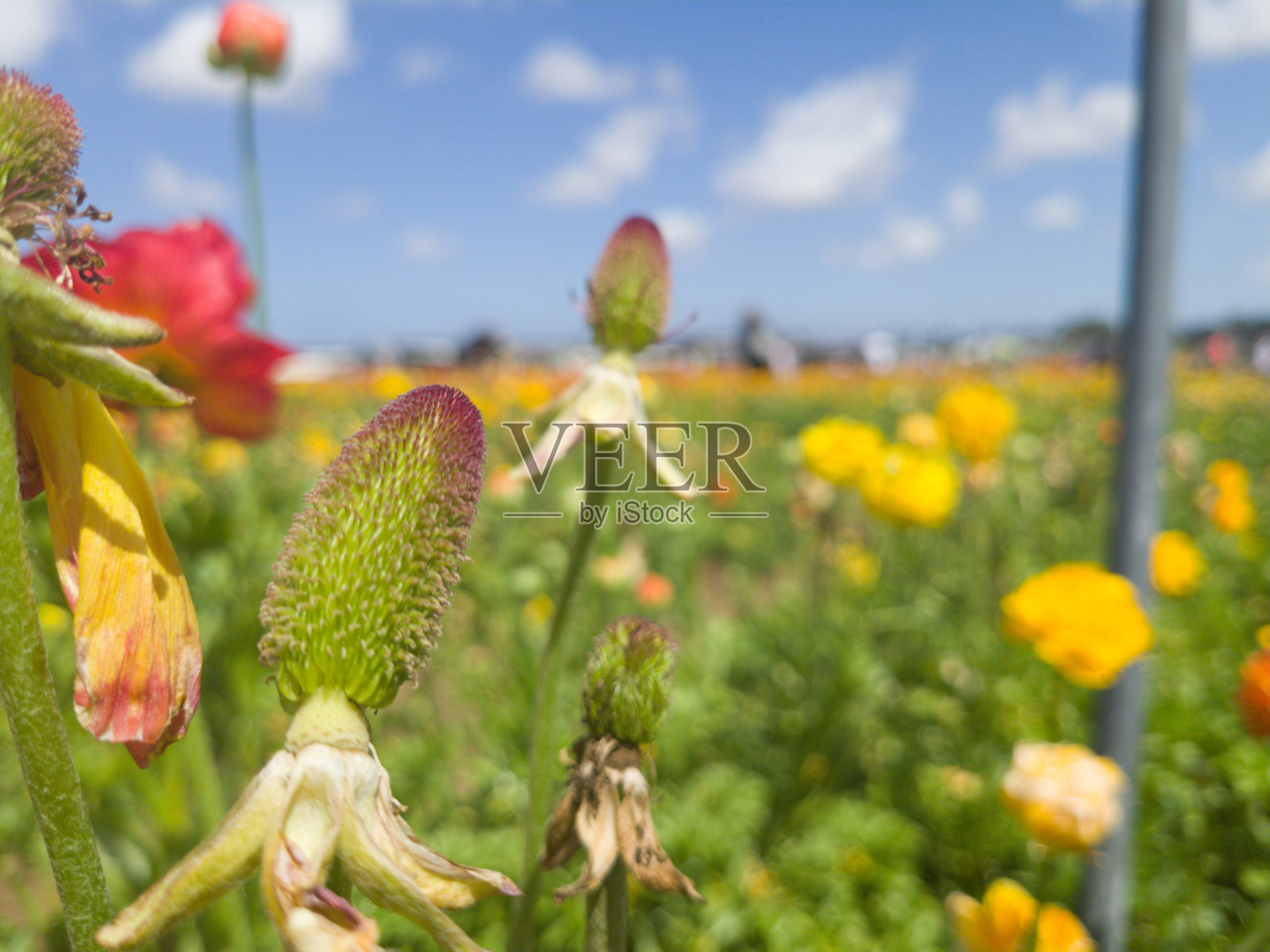 明媚阳光下花田中的彩色花朵照片摄影图片