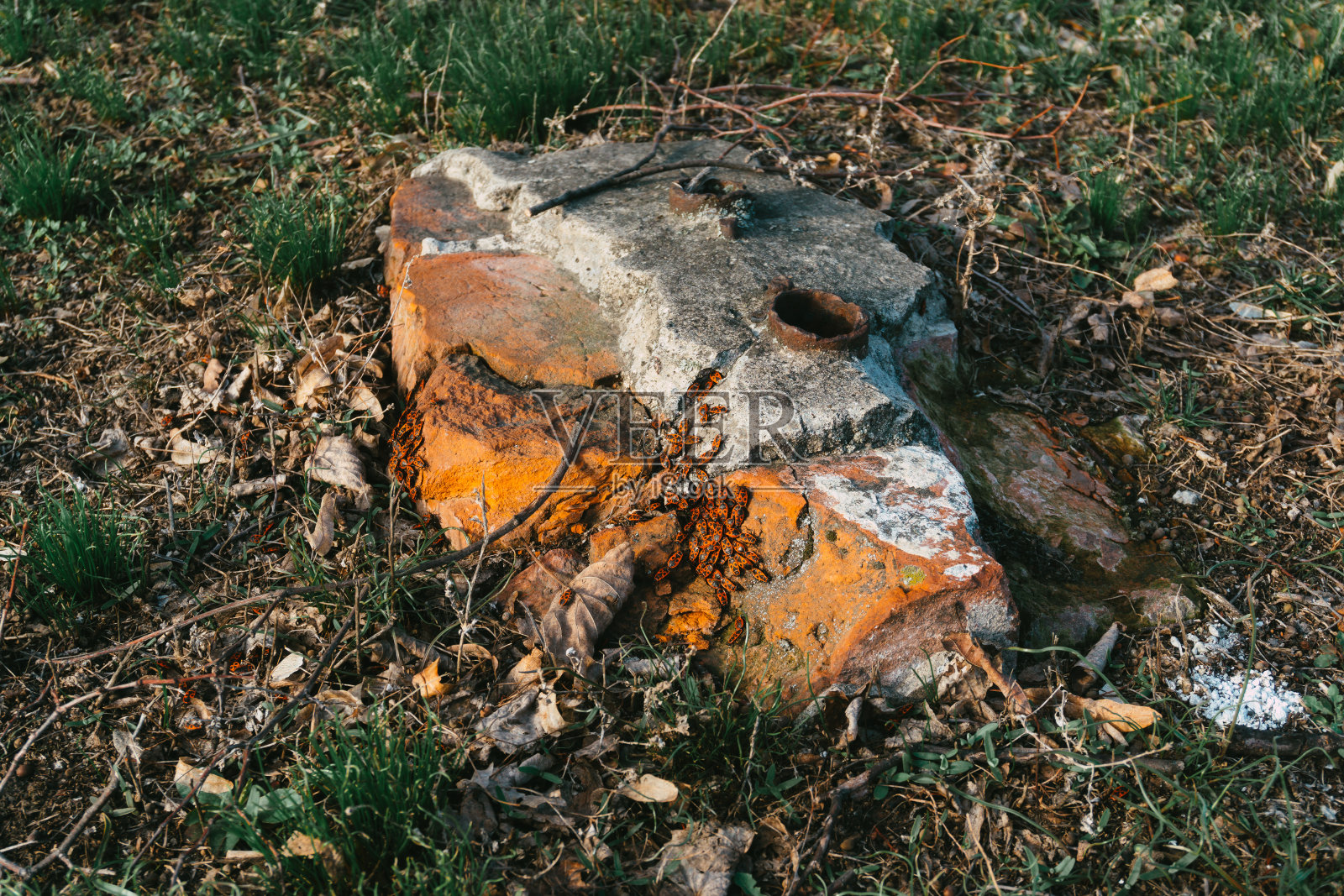 常见的血族地面虫的种类照片摄影图片