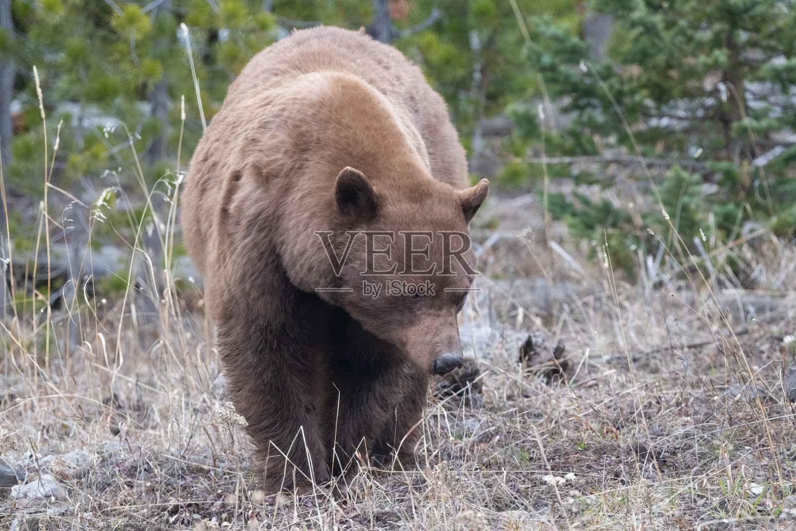 蒙大拿州的肉桂色黑熊正在散步和探索照片摄影图片