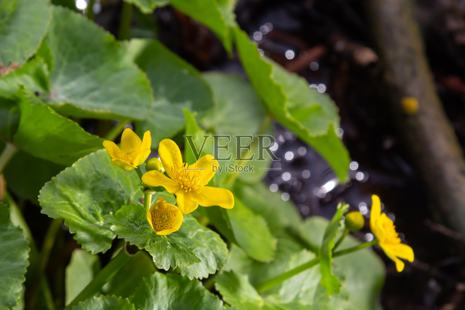 沼泽万寿菊黄色的花映衬着沼泽池塘的水。沼泽野生花有毒，万寿菊用于顺势疗法照片摄影图片