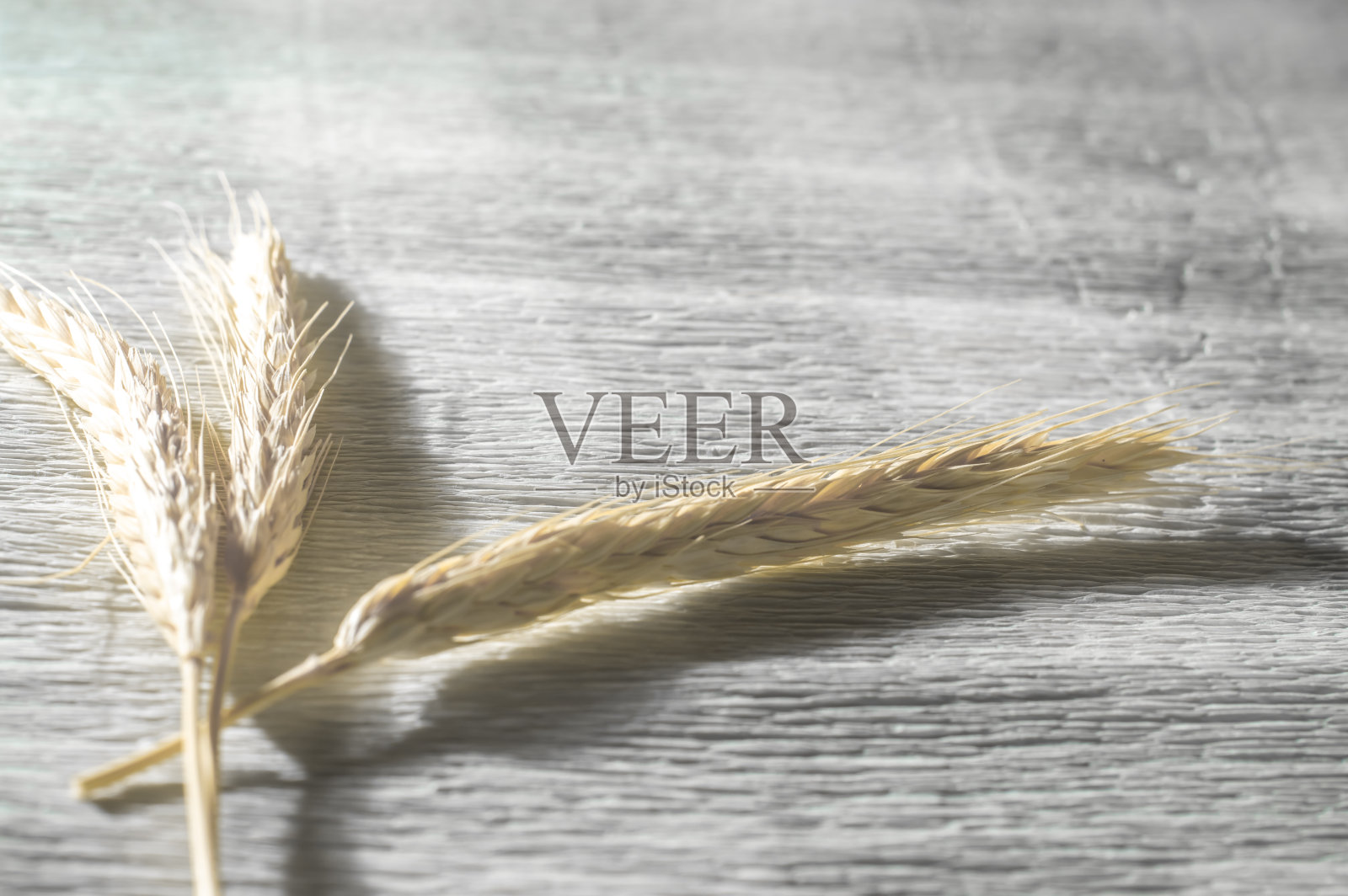 麦穗，变酸的白色背景和复制空间照片摄影图片