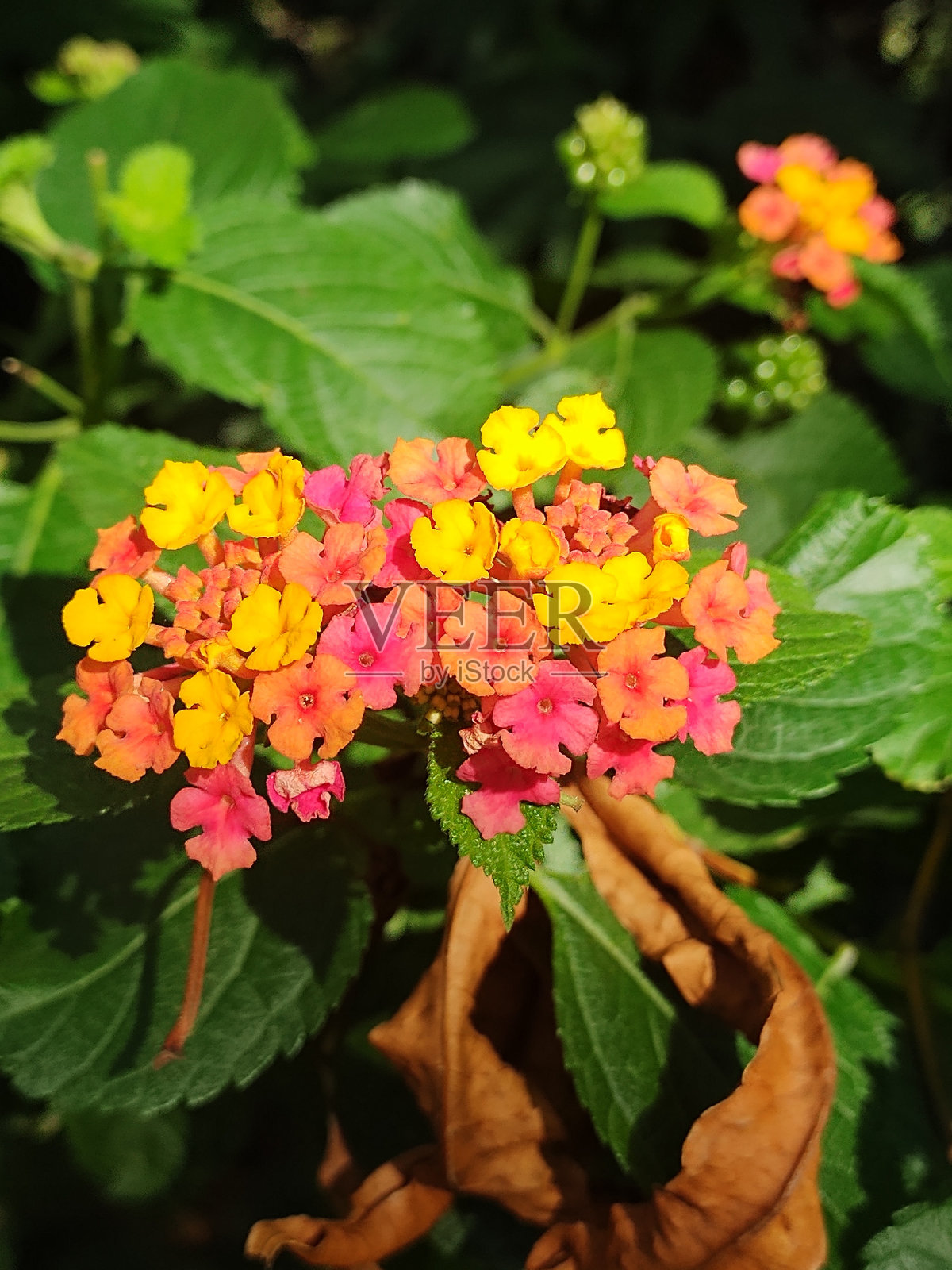 粉红色开花植物特写镜头照片摄影图片