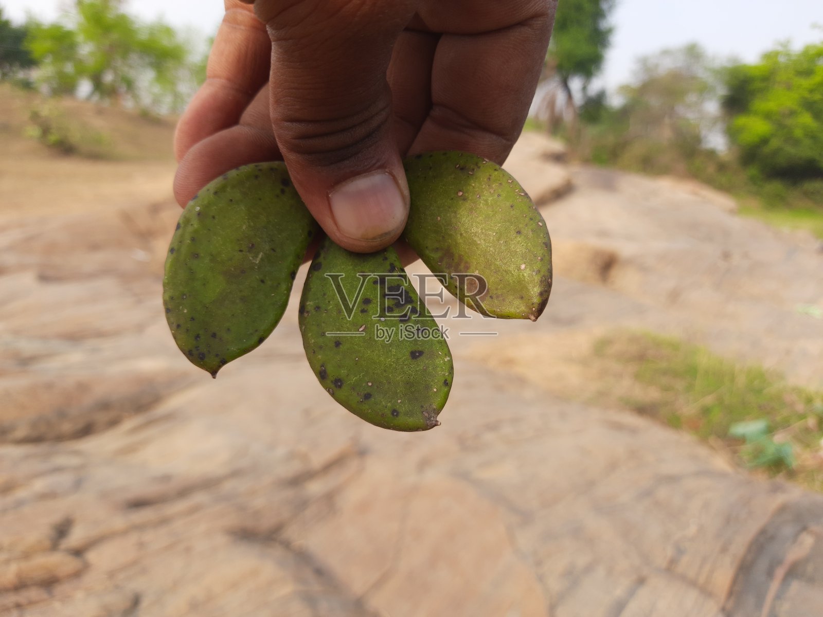 Millettia pinnata水果。照片摄影图片