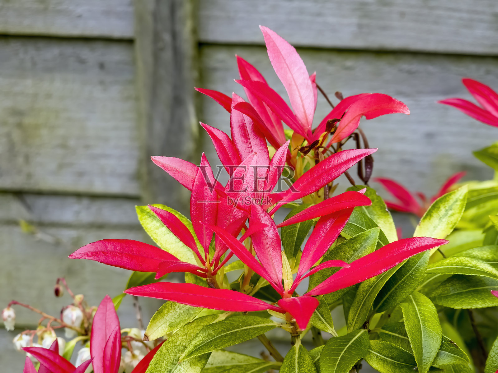 千叶粉蝶“森林之火”照片摄影图片