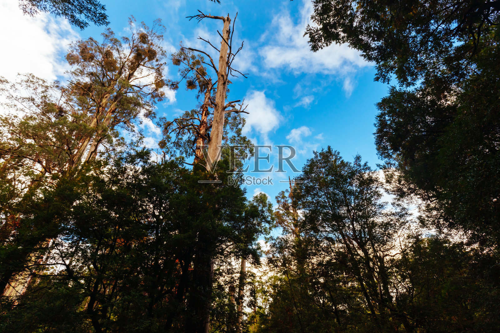 澳大利亚维多利亚州沃伯顿热带雨林画廊照片摄影图片