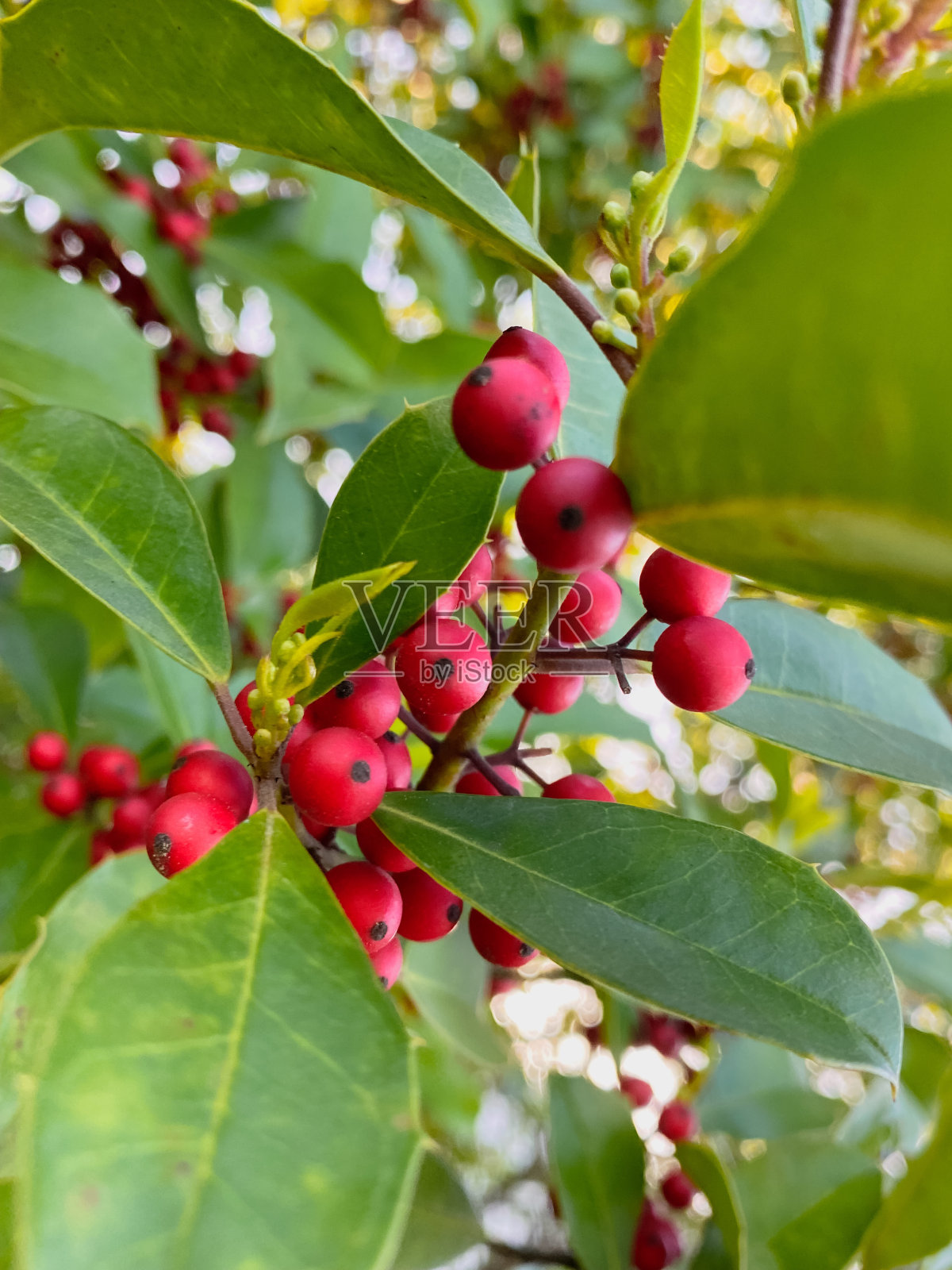 美洲冬青冬青照片摄影图片