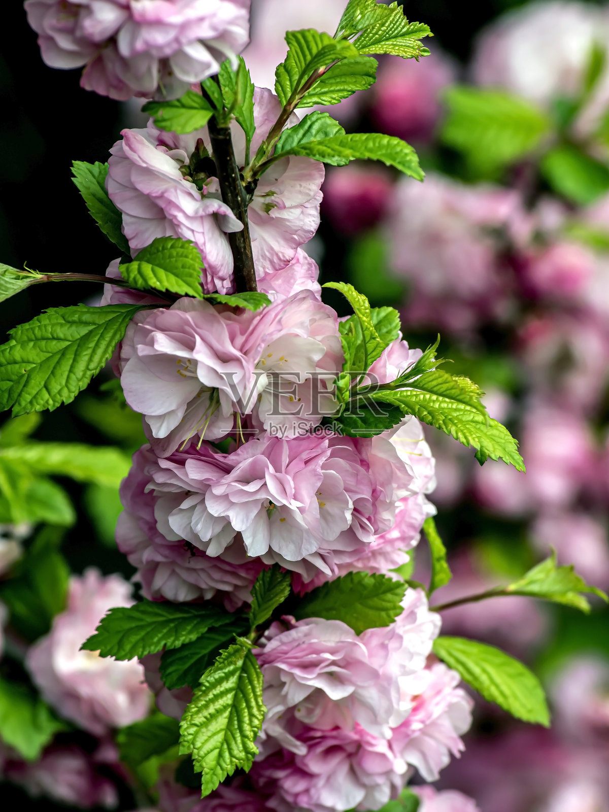 一枝樱花在城市的花园里盛开照片摄影图片