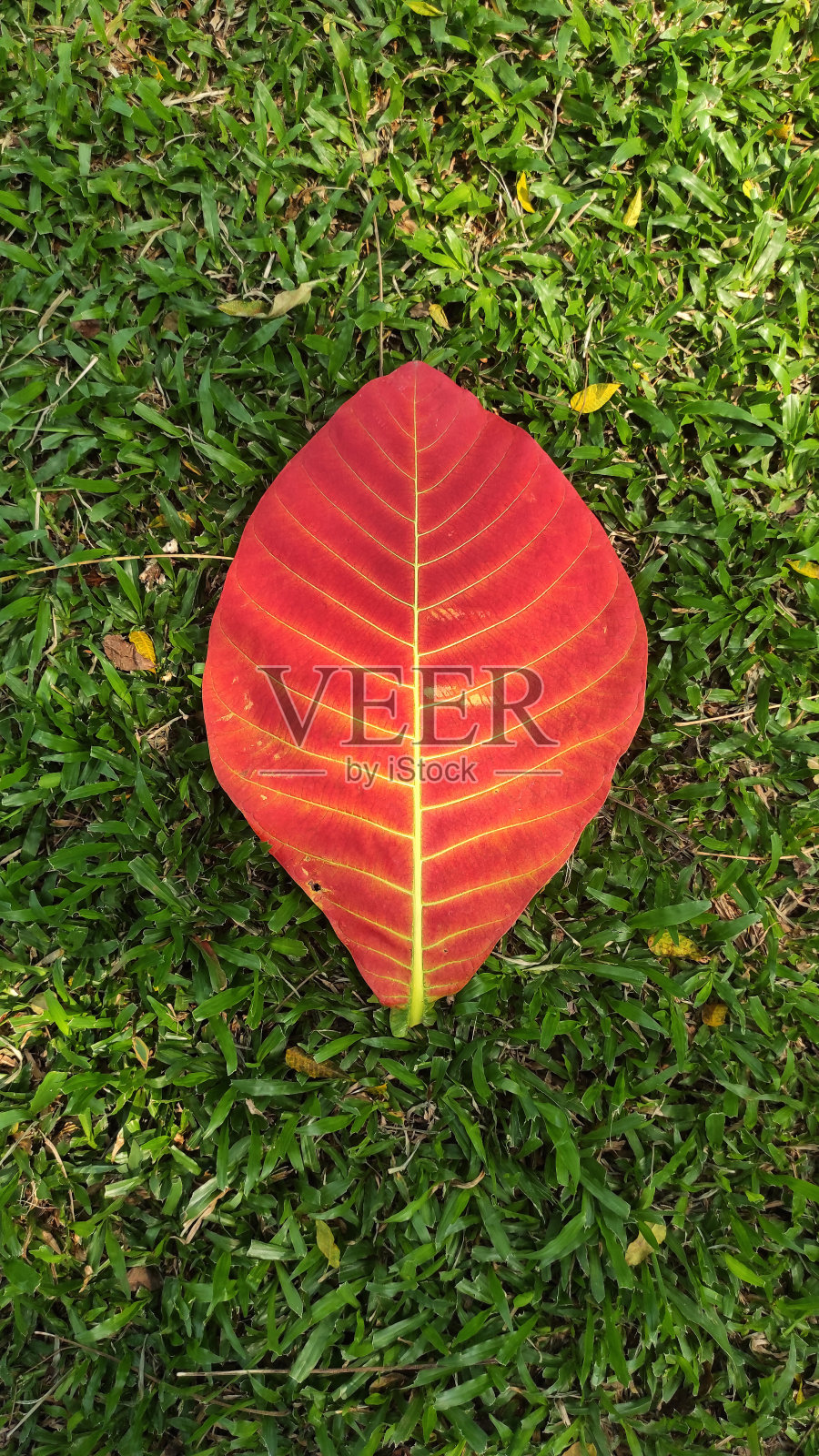 红色的叶子照片摄影图片