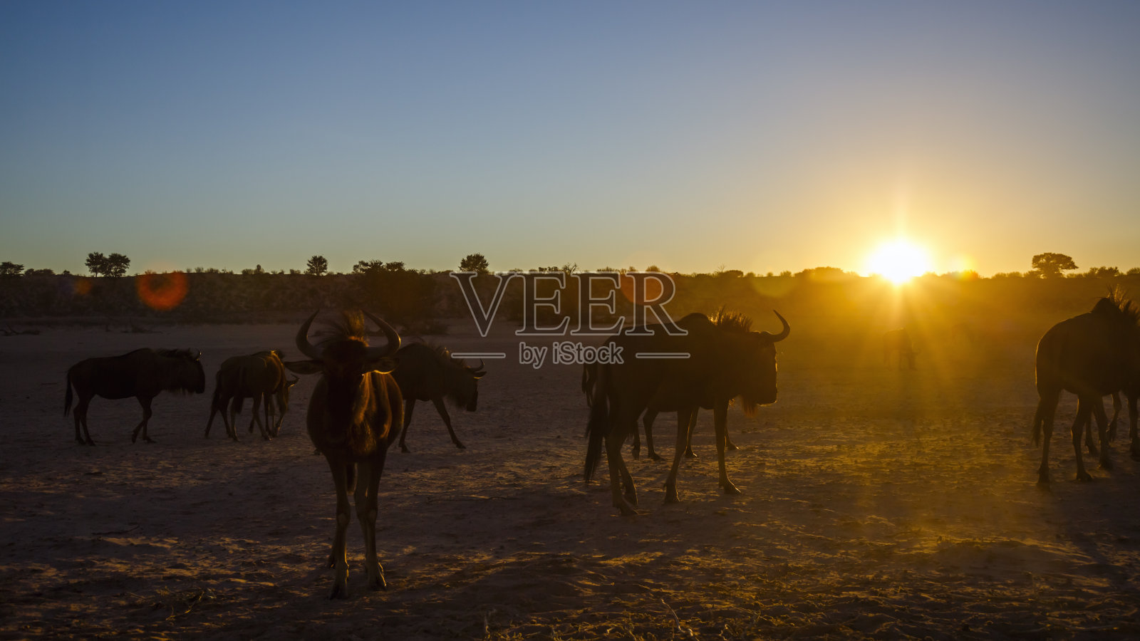 南非Kgalagadi跨国公园里的蓝色角马照片摄影图片