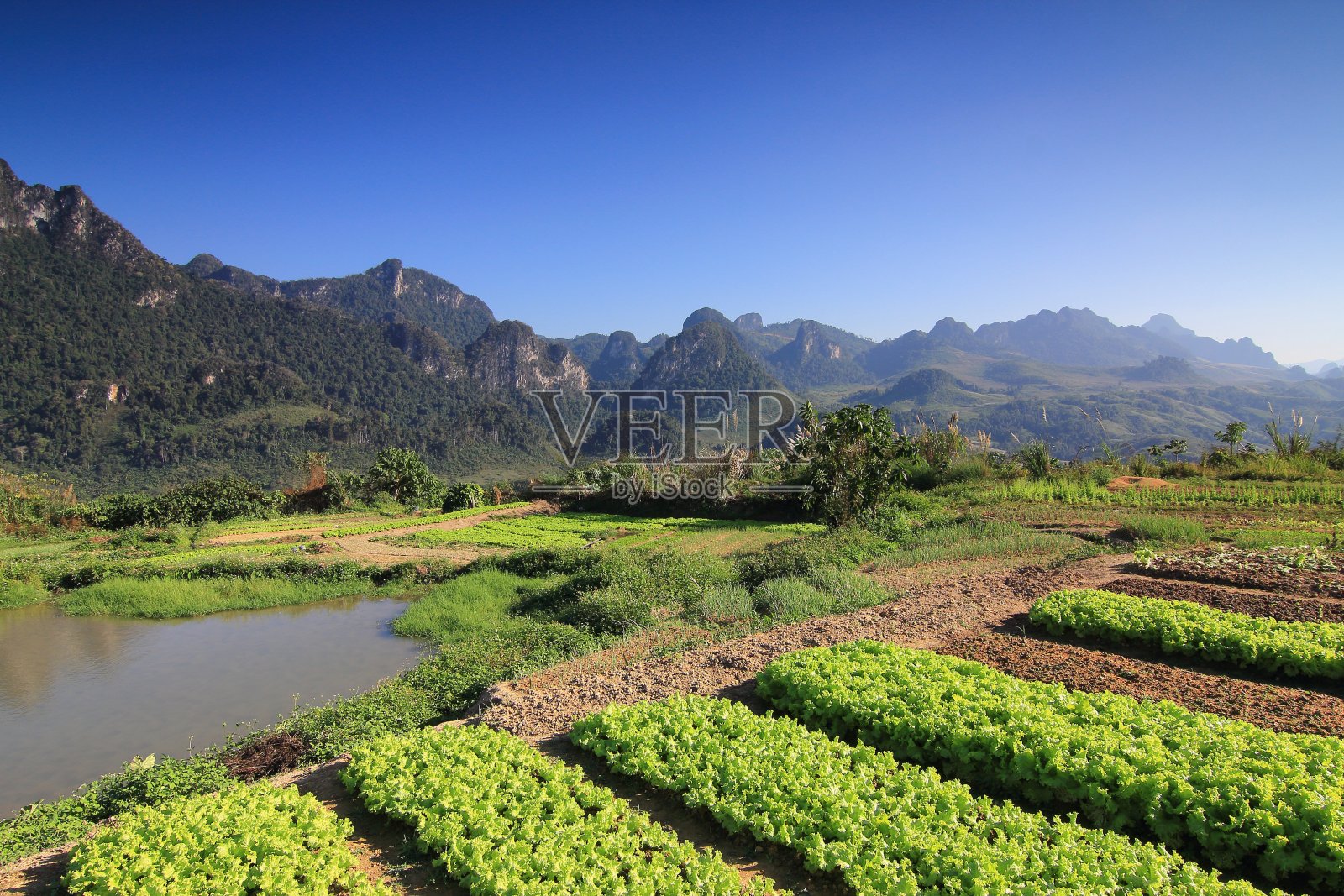 户外。大自然。绿色的。工厂。食物。蔬菜。生菜照片摄影图片