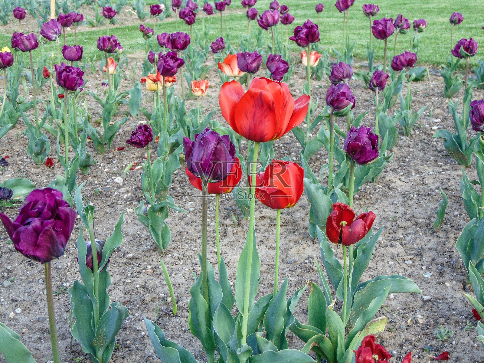 公园里紫色、红色的郁金香和一些橘子照片摄影图片