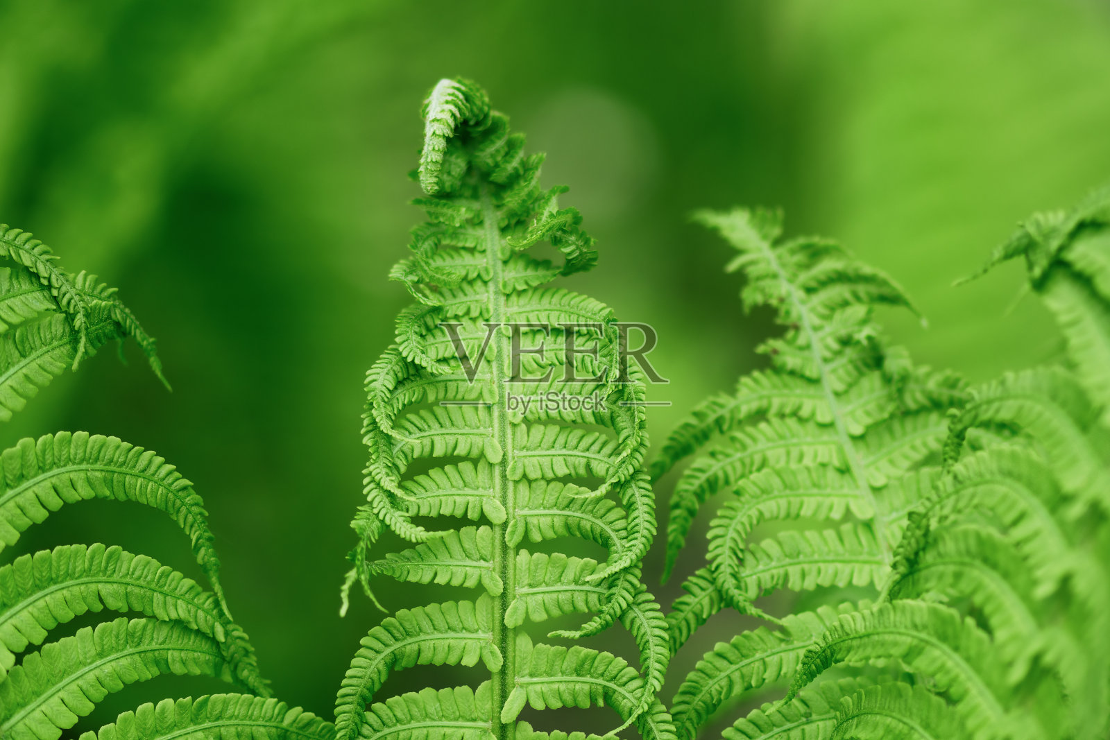 蕨类植物在户外生长。照片摄影图片