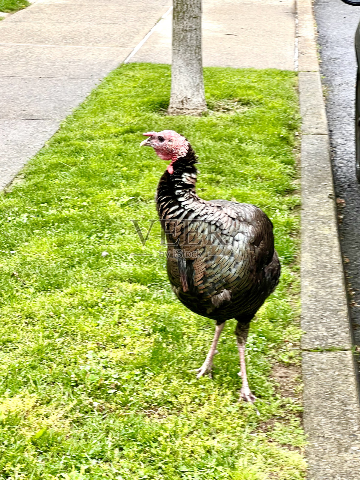 土耳其鸟照片摄影图片