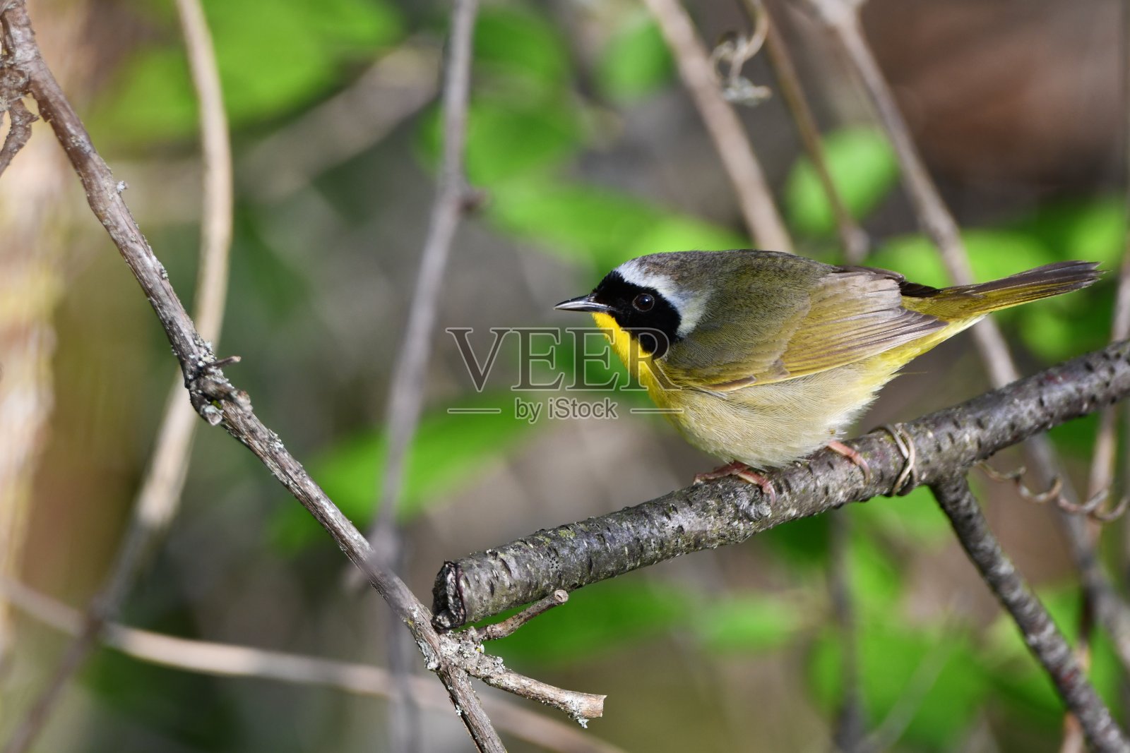 雄性普通黄喉莺照片摄影图片