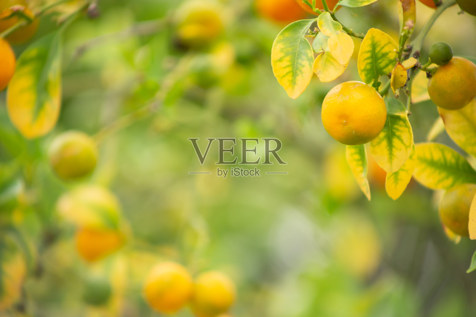 卡拉曼西照片摄影图片