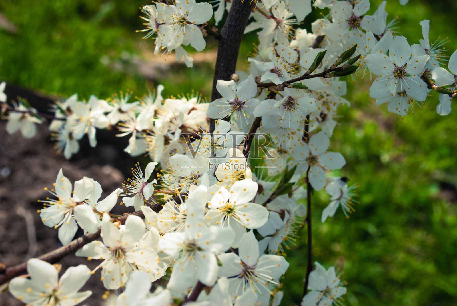 美丽的白色樱花树。照片摄影图片