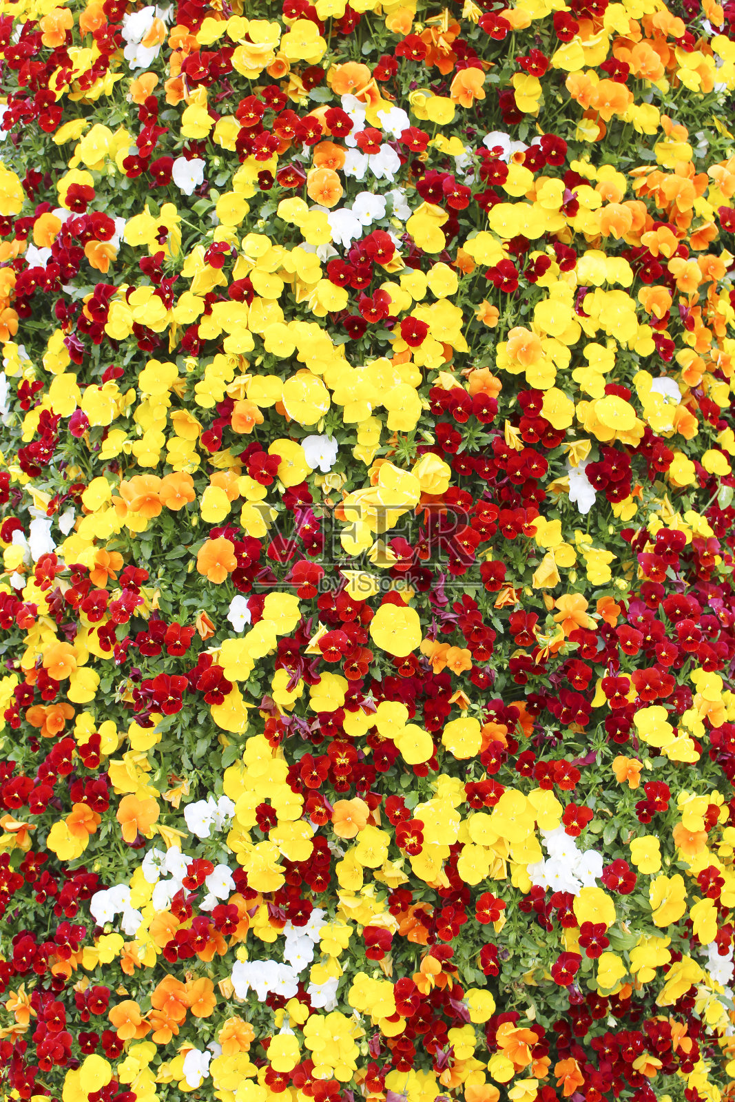 美丽而简单的花的背景照片摄影图片