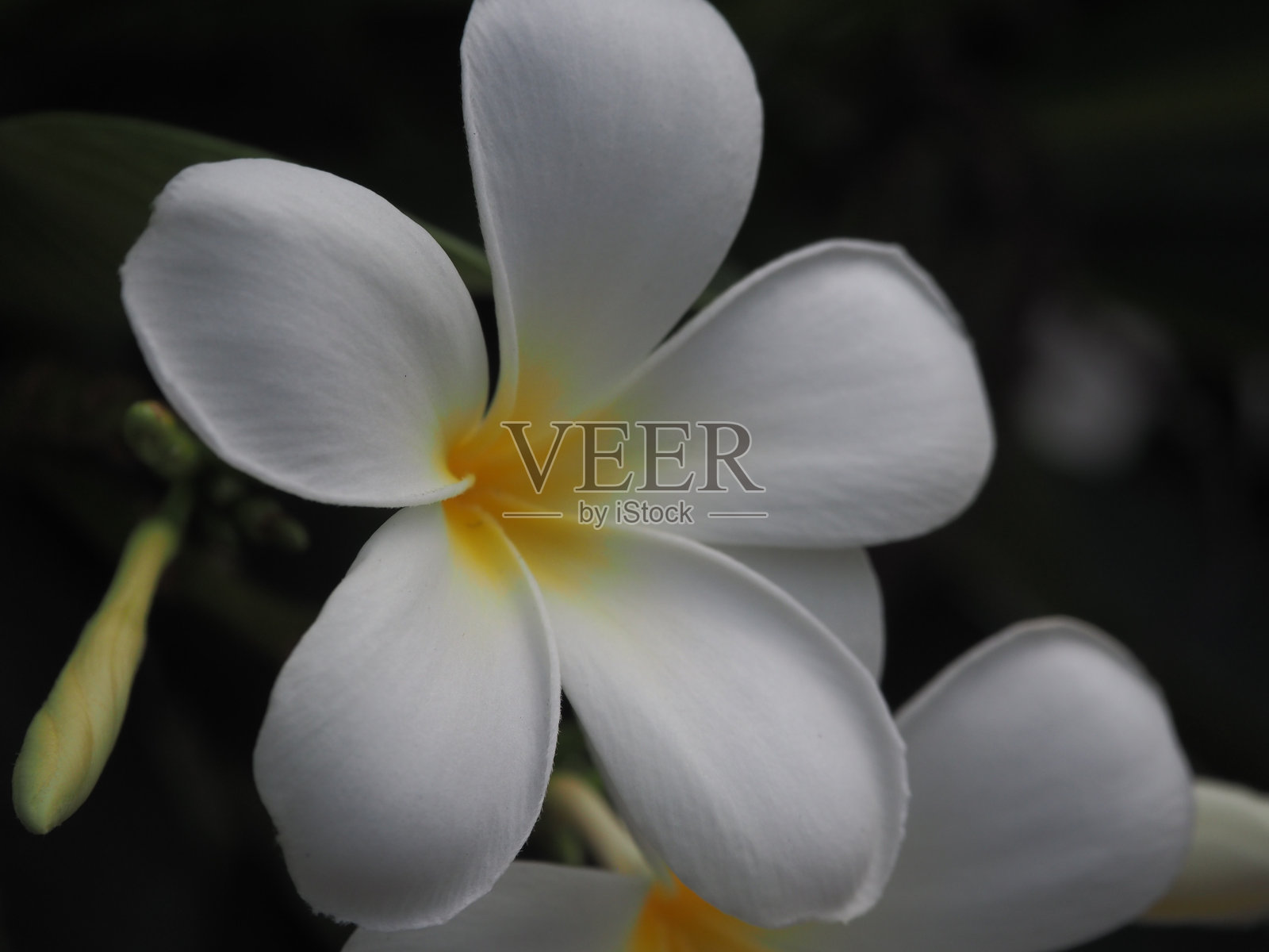 绿叶花朵照片摄影图片