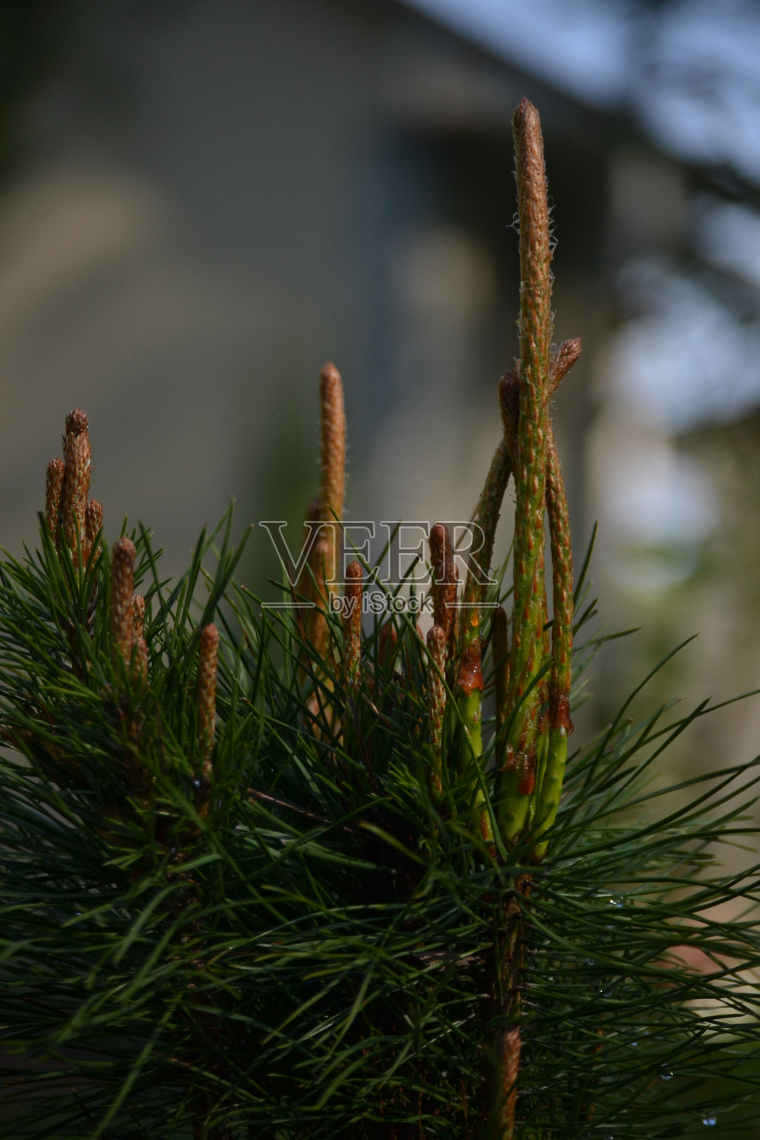 松枝闭合照片摄影图片
